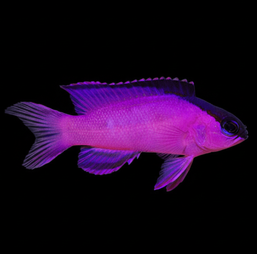Blackcap Basslet