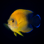 Blacktail Lemonpeel Angelfish - Centropyge flavissima x vrolicki