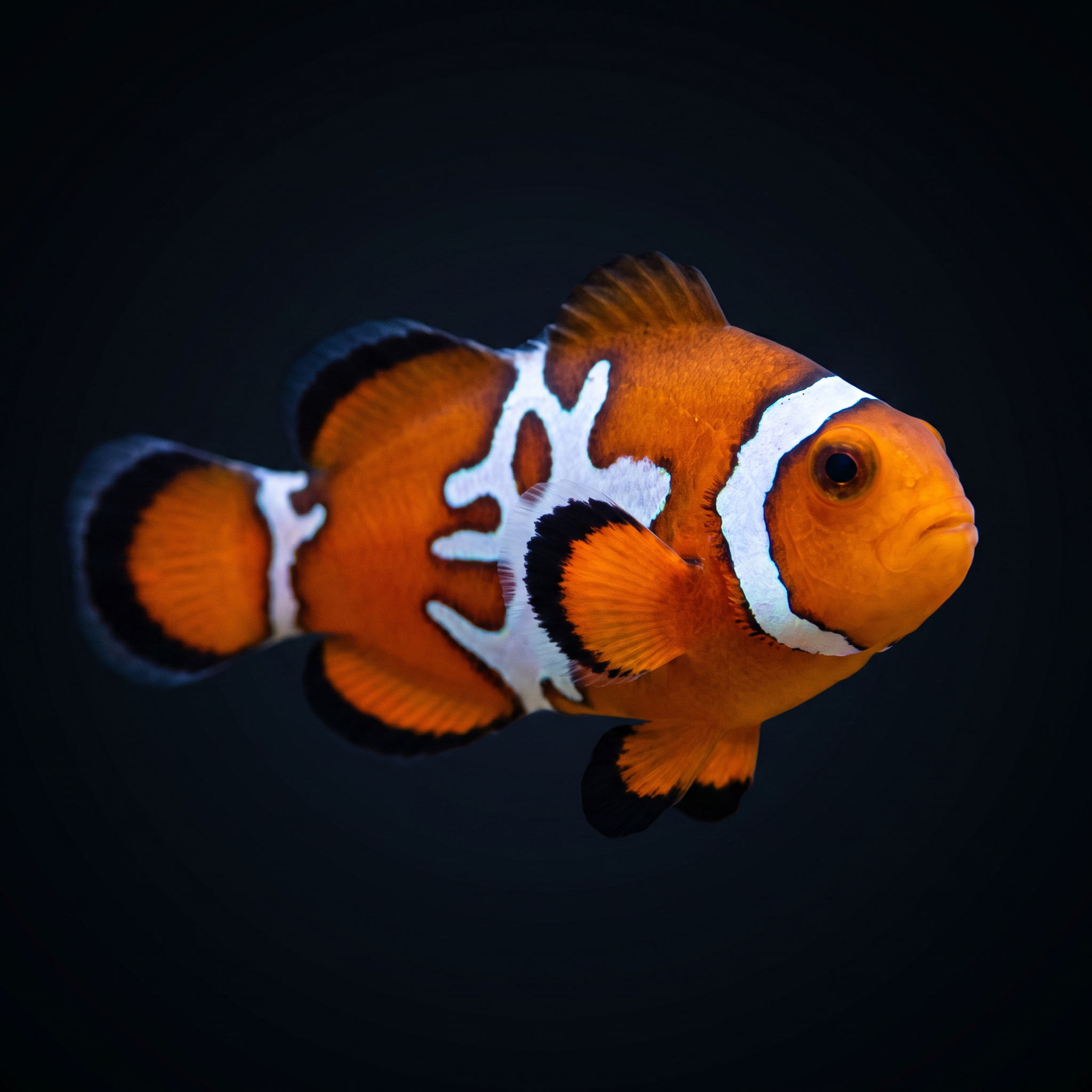 Black Ice Snowflake Clownfish - Amphiprion ocellaris