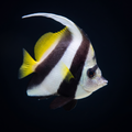 Black & White Heniochus Butterflyfish