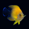Blacktail Lemonpeel Angelfish - Centropyge flavissima x vrolicki