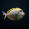 Blonde Naso Tang - Female - R.S.