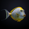 Blonde Naso Tang - Male - R.S.