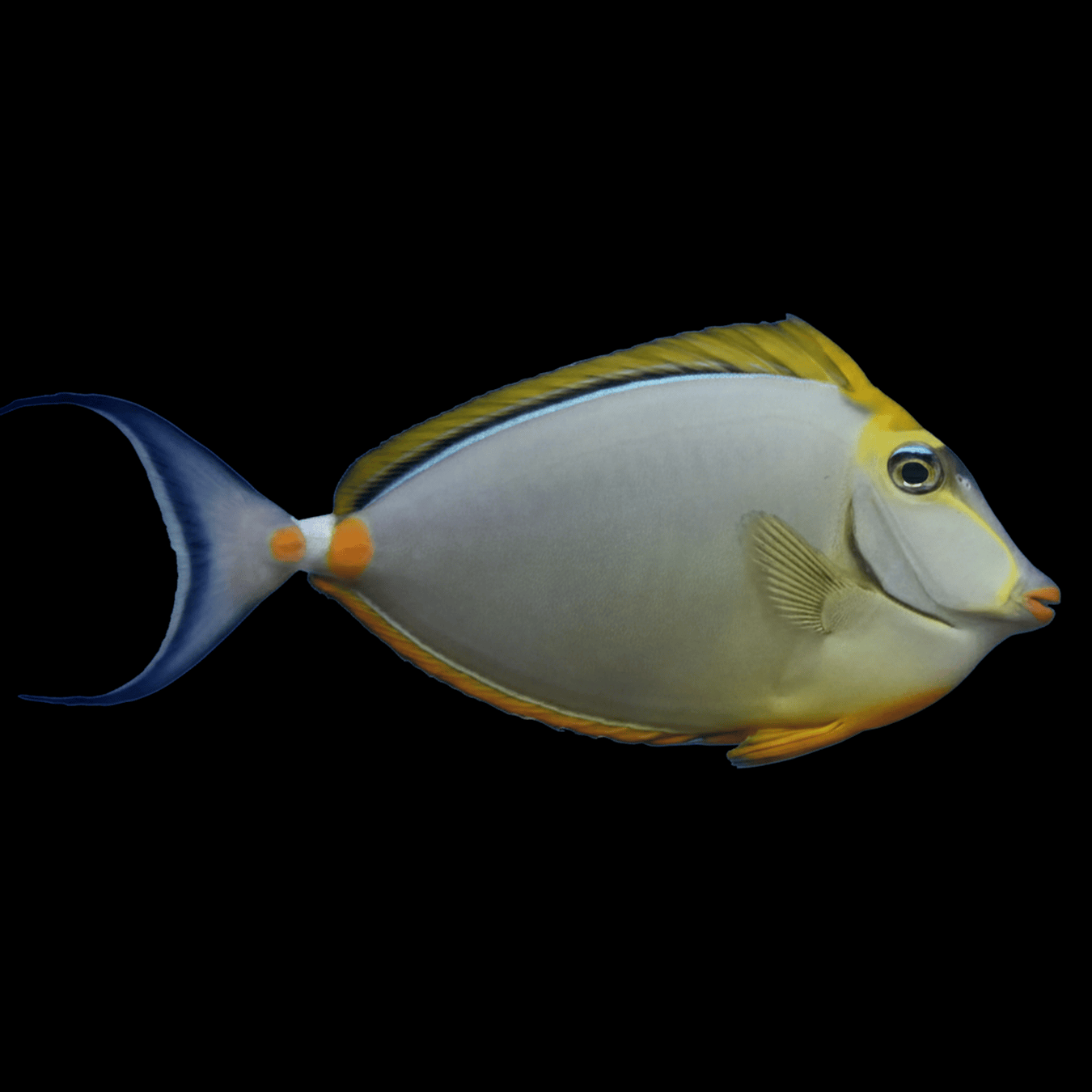 Blonde Naso Tang