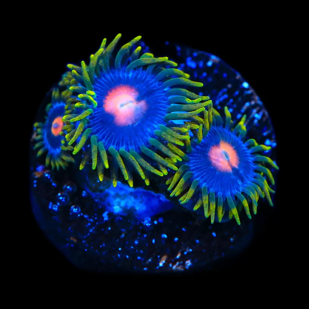 Blow Pop Zoanthids Coral