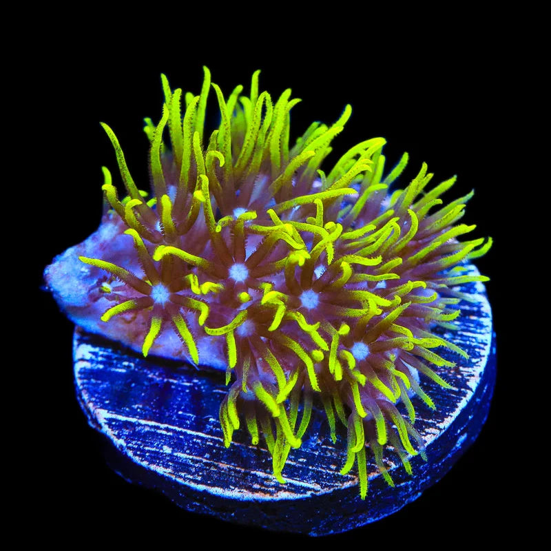 Blue Eye Green Star Polyps Coral