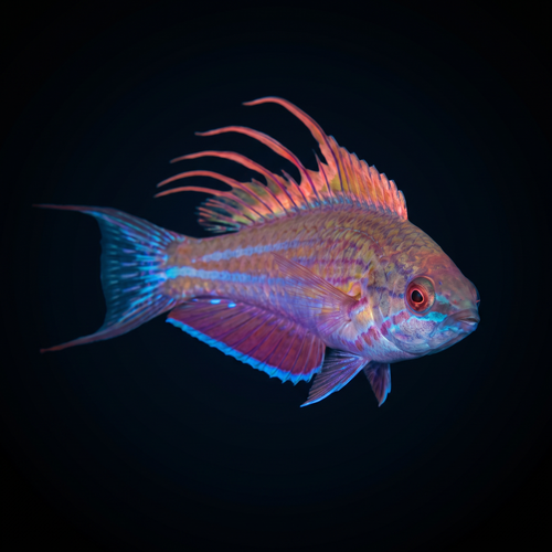 Blue Flasher Wrasse