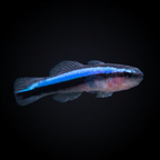Blue Line Cleaner Goby
