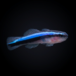 Blue Line Cleaner Goby