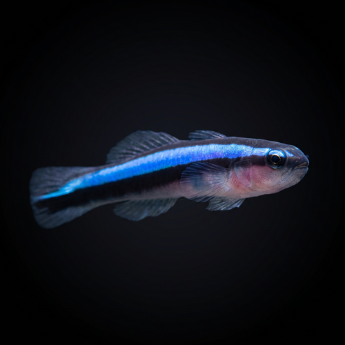 Blue Line Cleaner Goby