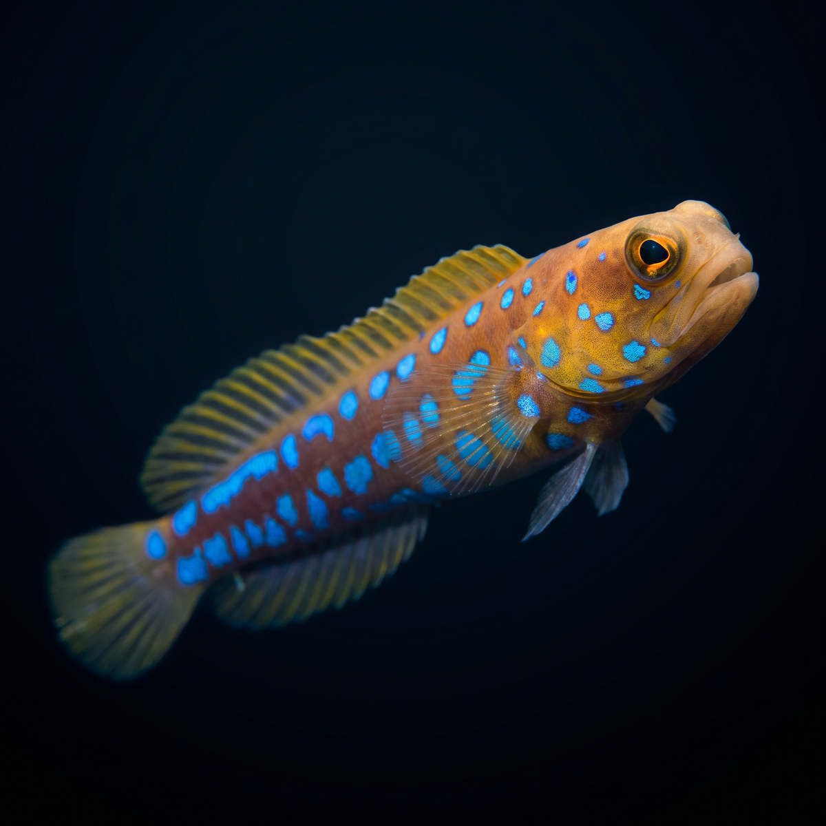 Blue Spotted Jawfish saltwater fish care guide