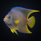 Blue Angelfish - Adult - Holacanthus isabelita