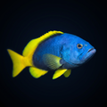 Blue & Yellow Cod Grouper