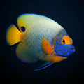 Blueface Angelfish - Adult - Pomacanthus xanthometopon