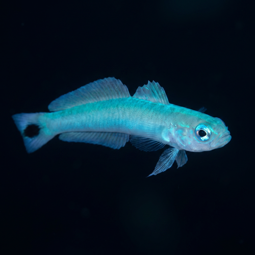 Blue Gudgeon Dartfish