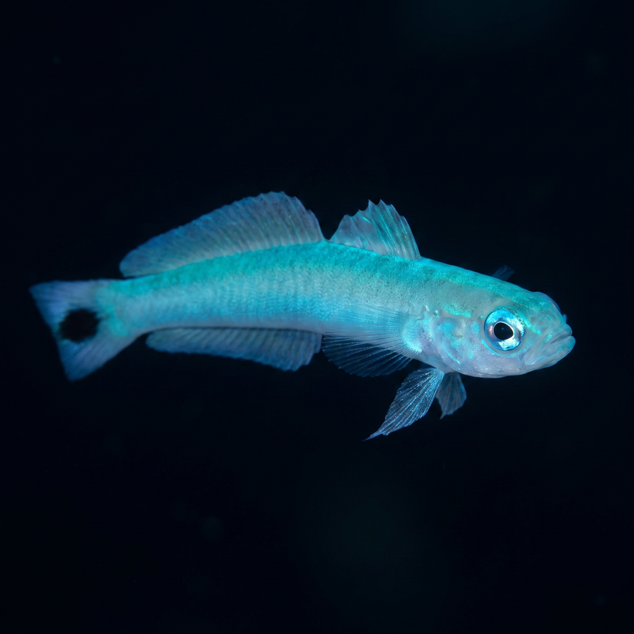 Blue Gudgeon Dartfish