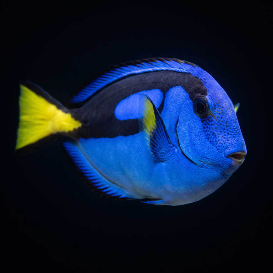 Blue Hippo Tang - Paracanthurus hepatus