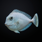 Blue Unicorn Tang