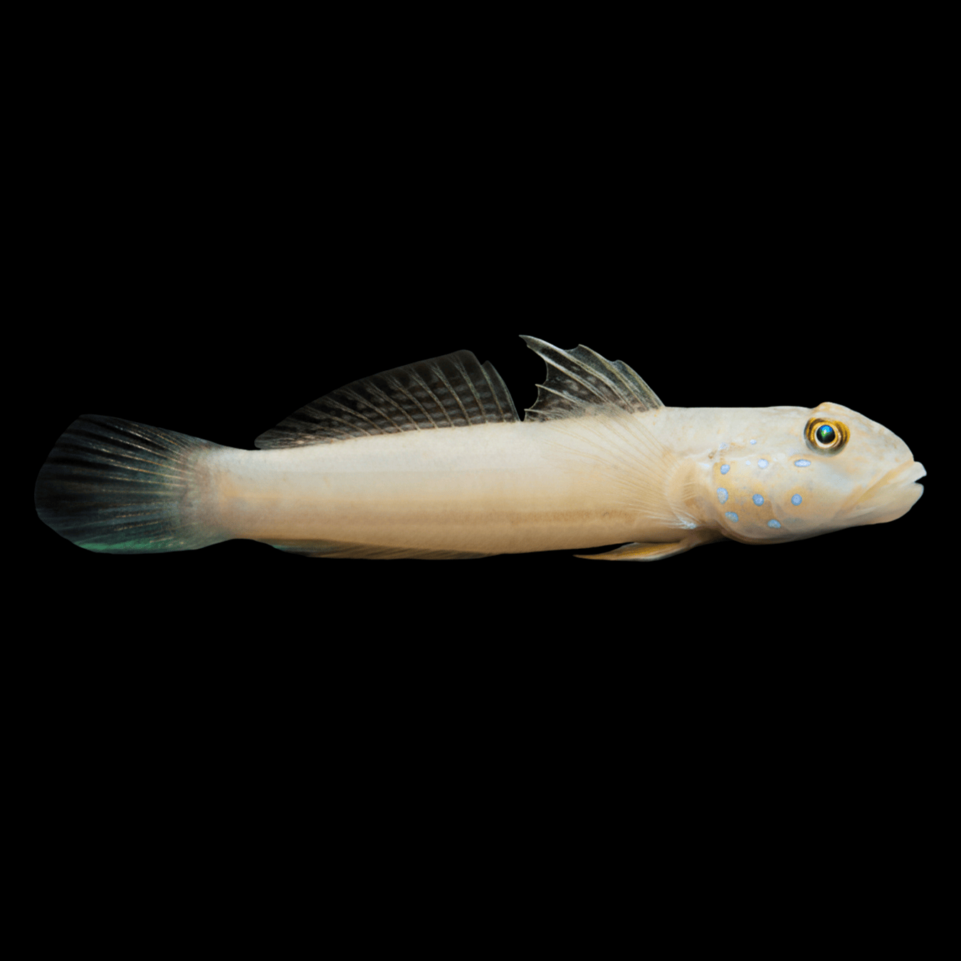 Blue Dot Sleeper Goby