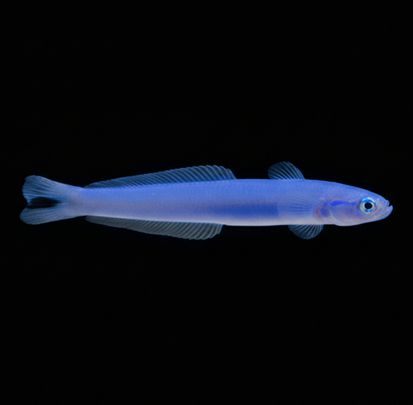 Blue Gudgeon Dartfish
