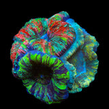 Triple Head Rainbow Trachyphyllia Coral - 4"