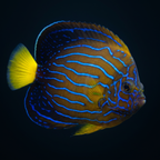 Blueline Angelfish