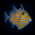 Bluelined Triggerfish