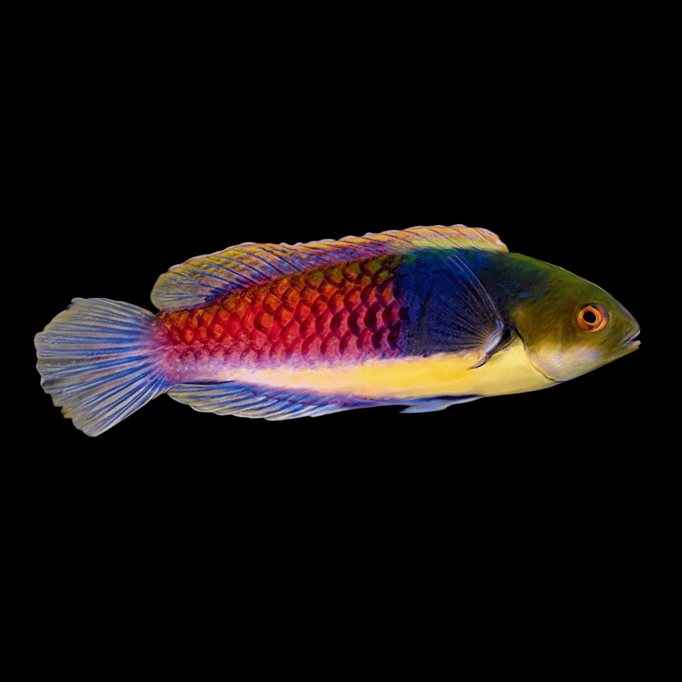 Bluesided Fairy Wrasse saltwater fish care guide