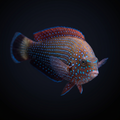 Bluespotted Wrasse