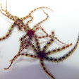 Aquacultured Micro Brittle Starfish - Top Shelf Aquatics