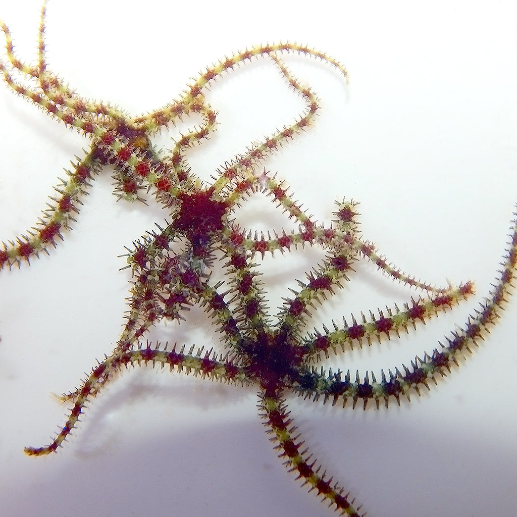 Estrella de mar micro frágil de acuicultura