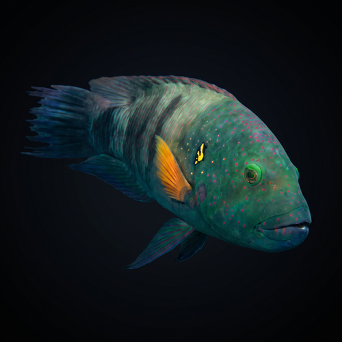 Broomtail Wrasse