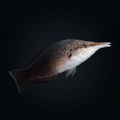 Brown Bird Wrasse