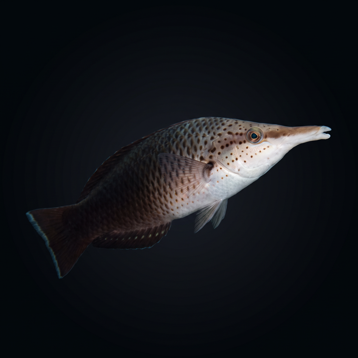 Brown Bird Wrasse