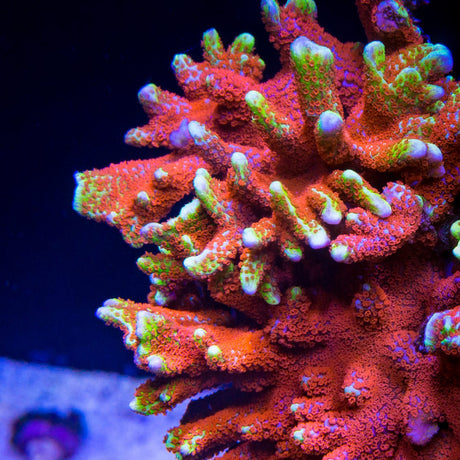 Bubble Gum Montipora Digitata Coral - Top Shelf Aquatics