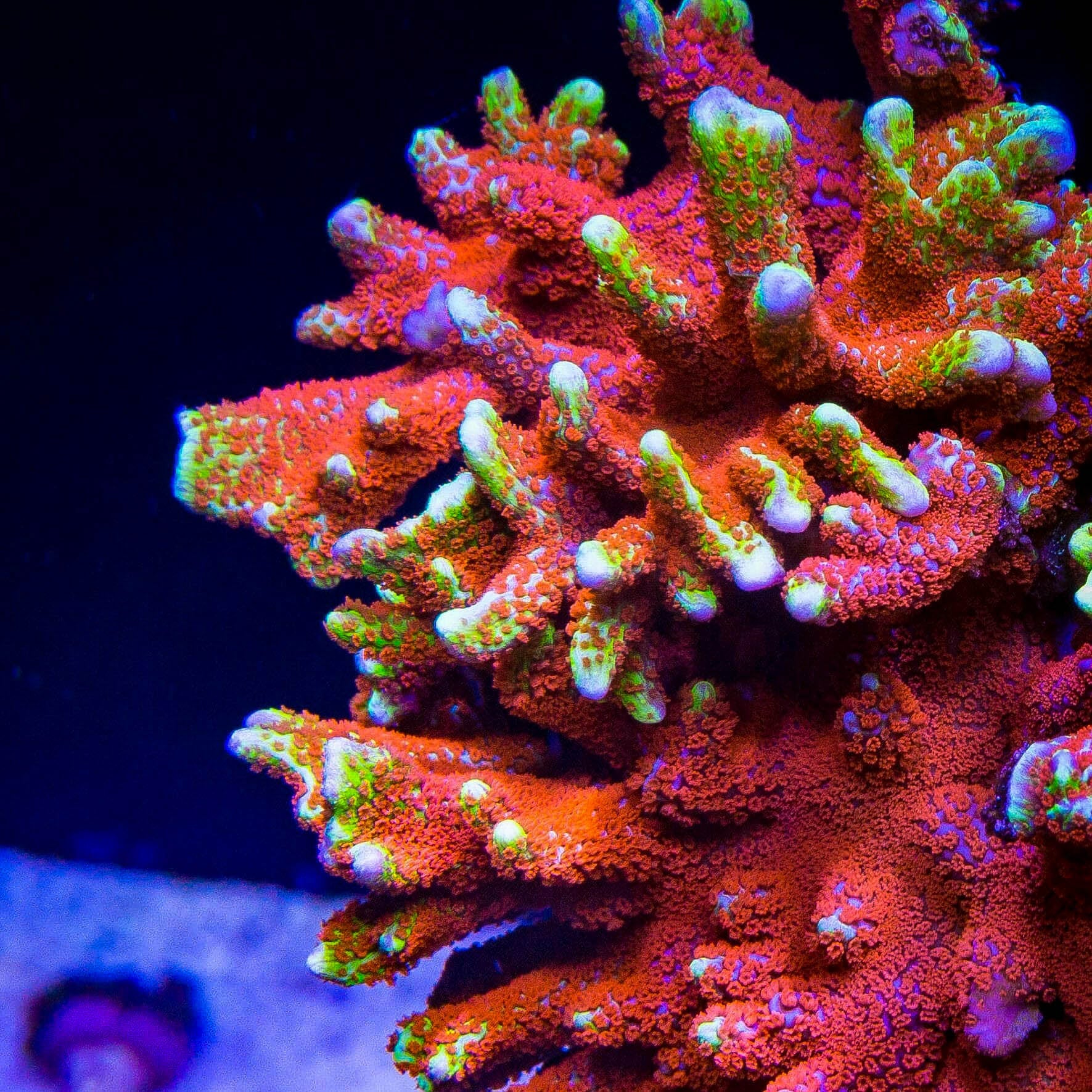 Bubblegum Digitata Montipora Coral – Top Shelf Aquatics