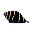 Bumble Bee Snail - Top Shelf Aquatics