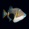 Bursa Triggerfish