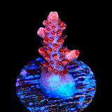 CB Maleficent Acropora Coral