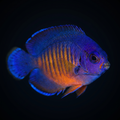 Captive-Bred Coral Beauty Angelfish
