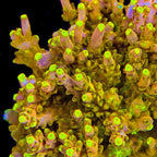 CB Golden Jawdropper Acropora Coral - mother colony