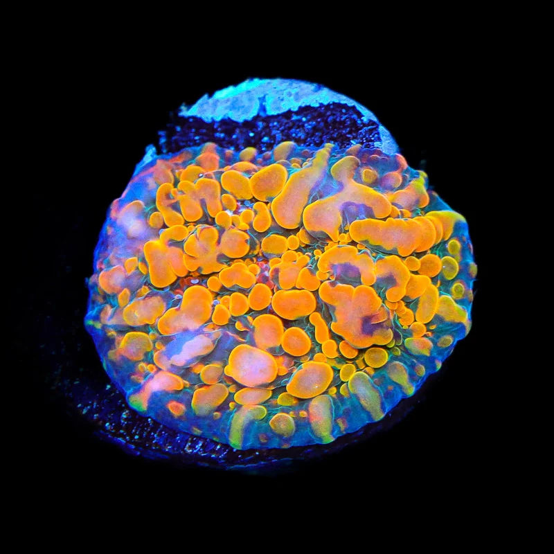 CC Cloudberry Chalice Coral