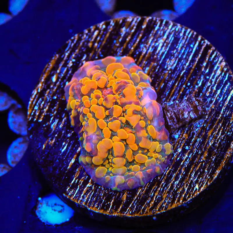 CC Cloudberry Chalice Coral