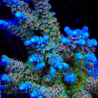 CRT Golden Eye Acropora Coral - mother colony