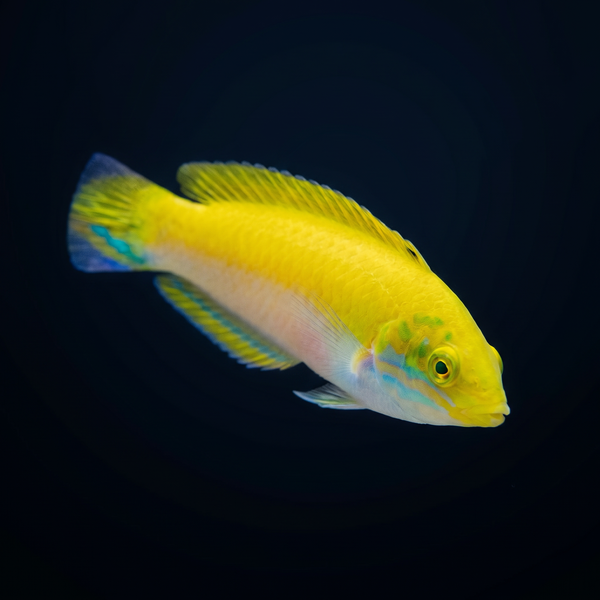 Canarytop Wrasse saltwater fish care guide
