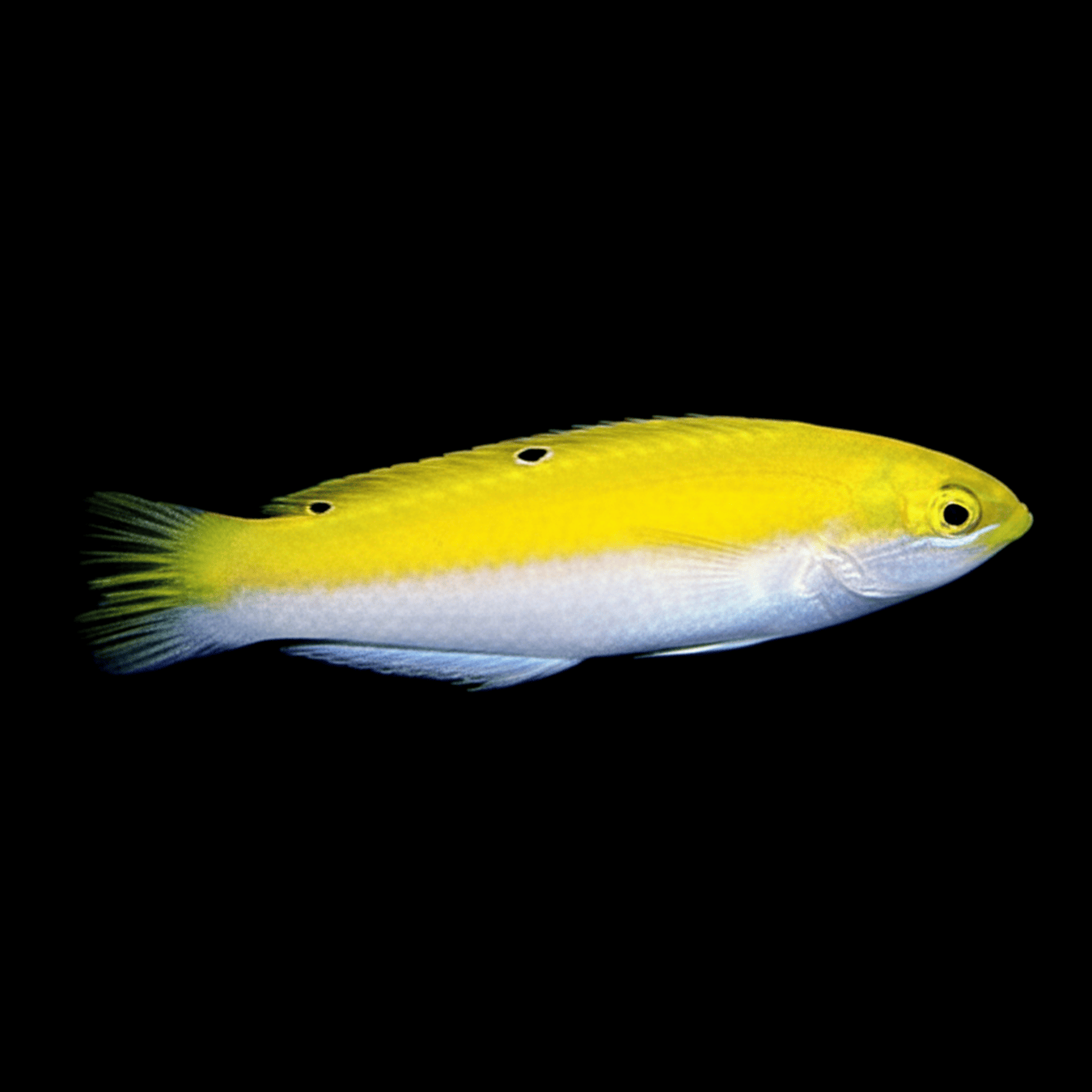 Canarytop Wrasse saltwater fish care guide