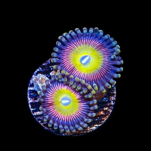 Candy Apple Pink Zoanthids Coral coral identification and care guide