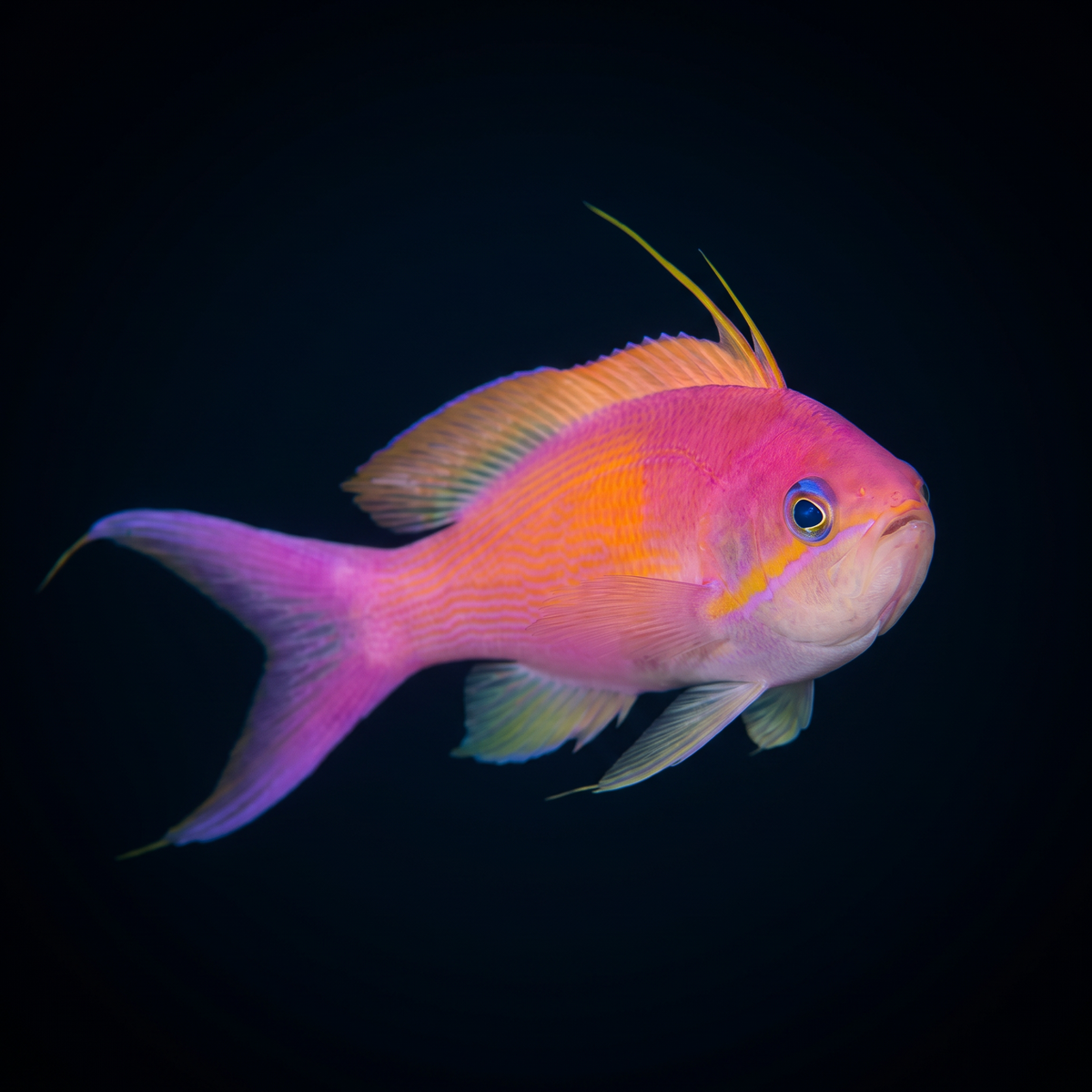 Carberryi Anthias saltwater fish care guide