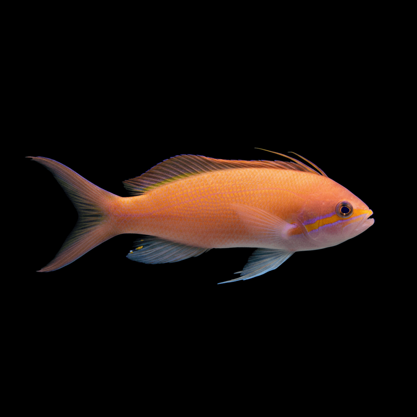 Carberryi Anthias saltwater fish care guide
