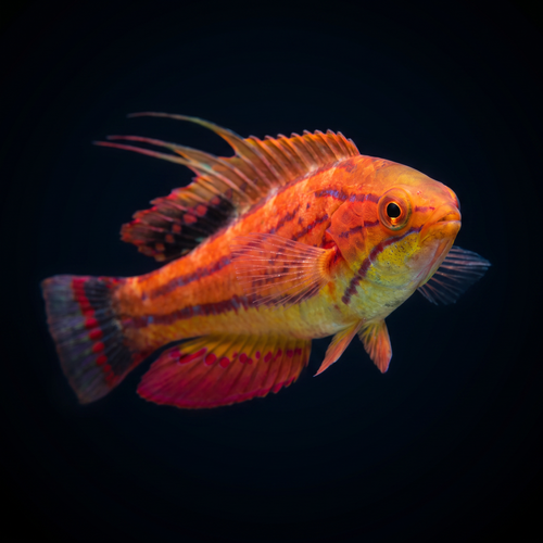 Carpenter Flasher Wrasse